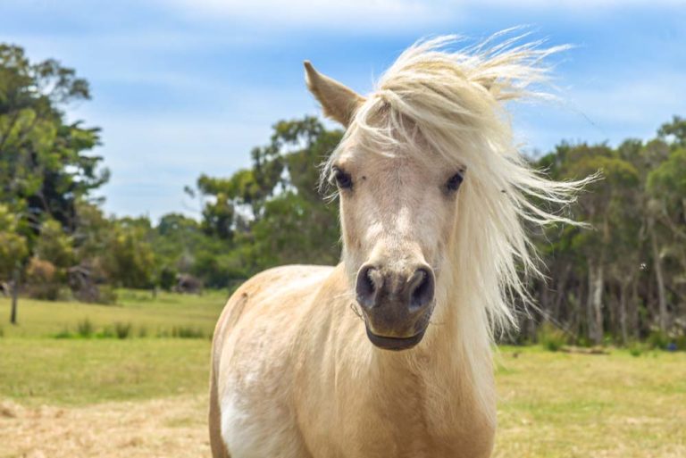 Equine Angel peninsula essence