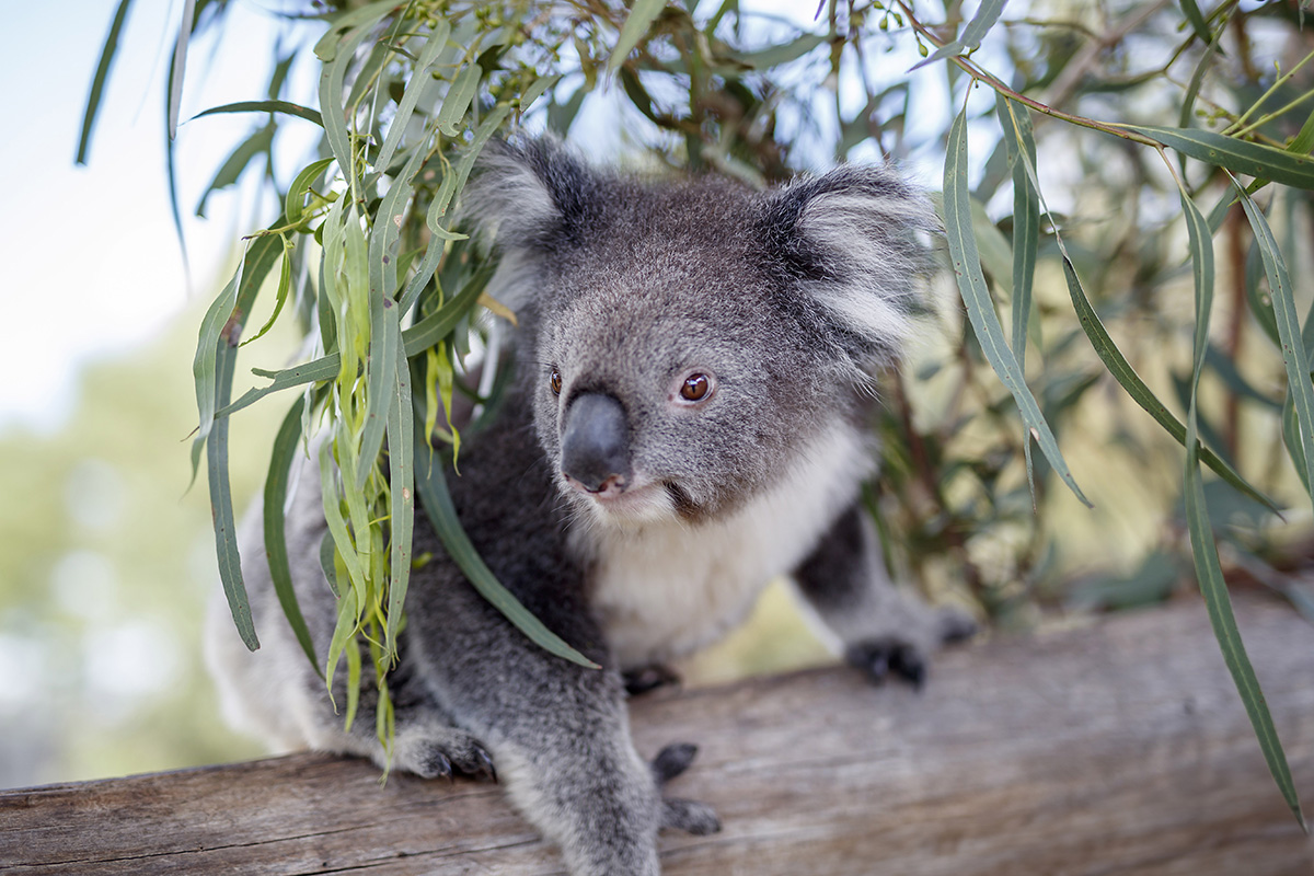 Koala Food Tree Planting Day - Balnarring Beach