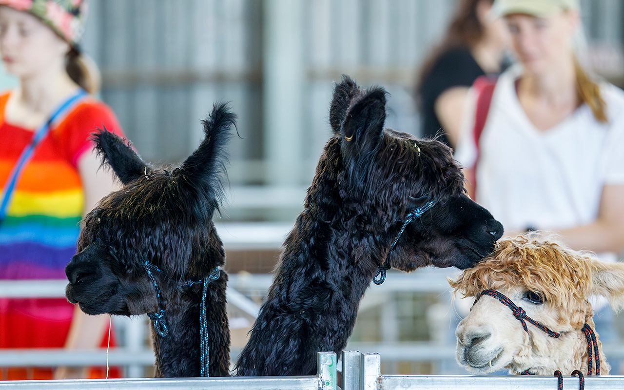 The 98th Red Hill Show